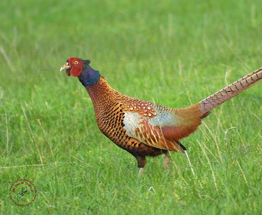 Pheasant 8T26D-03.JPG